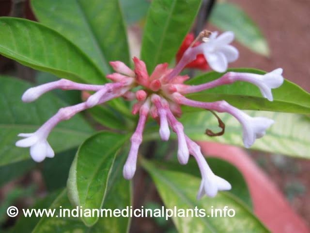 rauwolfia serpentina - Sarpagandha 1.jpg